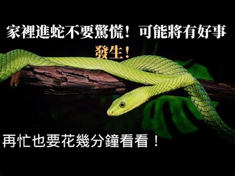 家裡出現小蛇|家裡出現蛇：代表什麼，該如何應對？